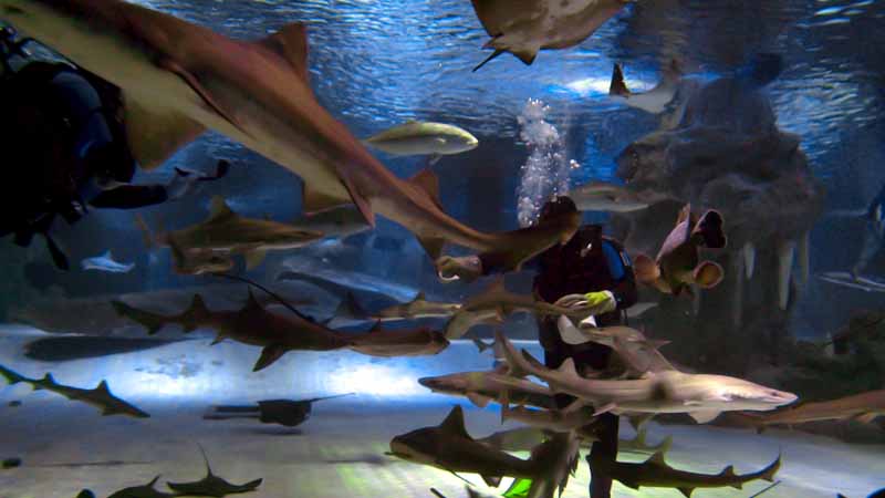 aquarium okurcalar