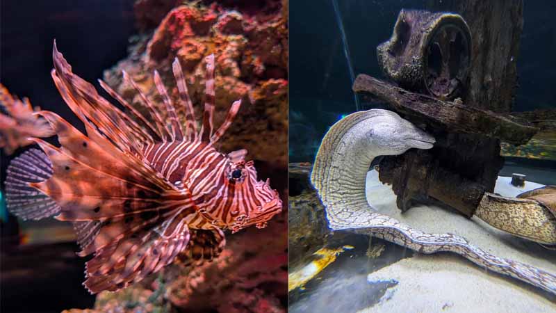 okurcalar aquarium tour