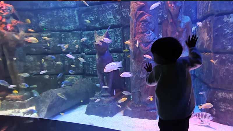 okurcalar aquarium