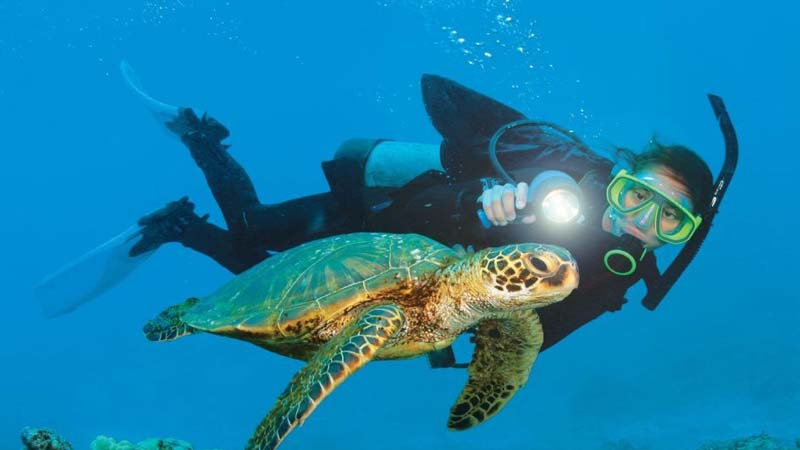 okurcalar diving tour