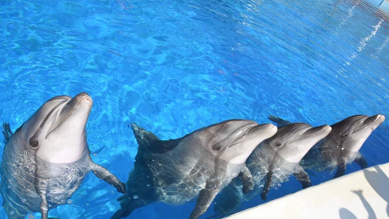 dolphin show in okurcalar