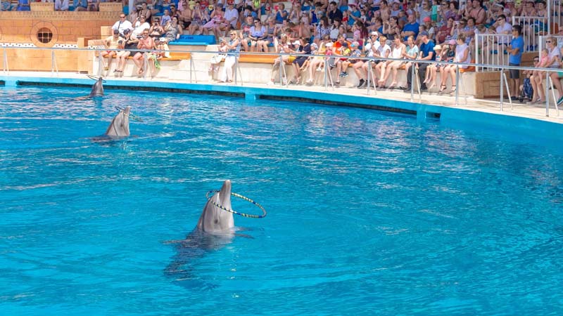 okurcalar dolphin park