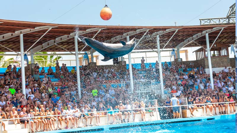 okurcalar dolphin show ticket