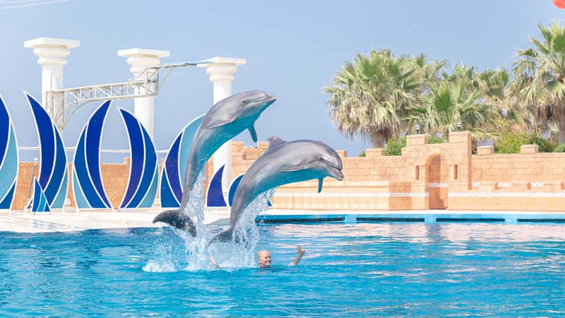 okurcalar dolphin shows ticket