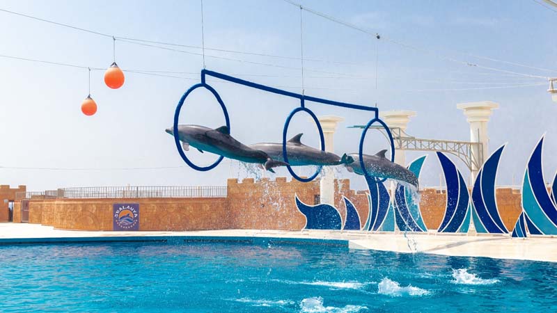 okurcalar dolphinarium