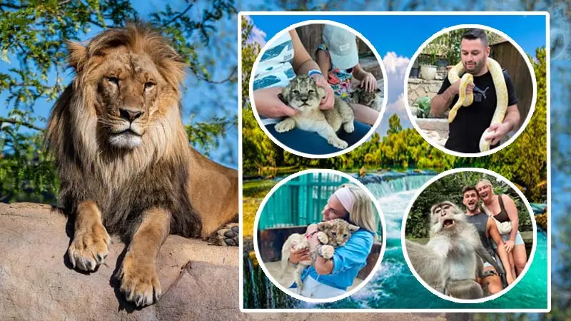 private-tour-with-lions in okurcalar