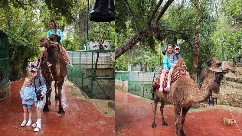camel-safari-Okurcalar