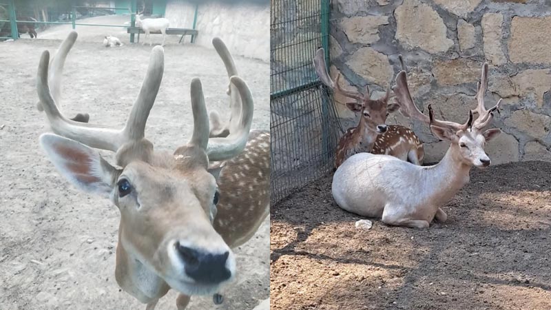deers