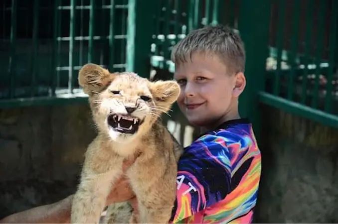 lion cub photo in okurcalar