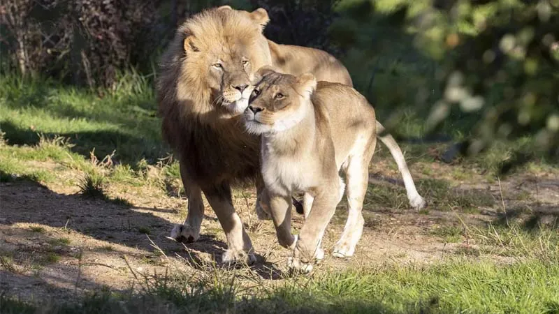 lions in alanya