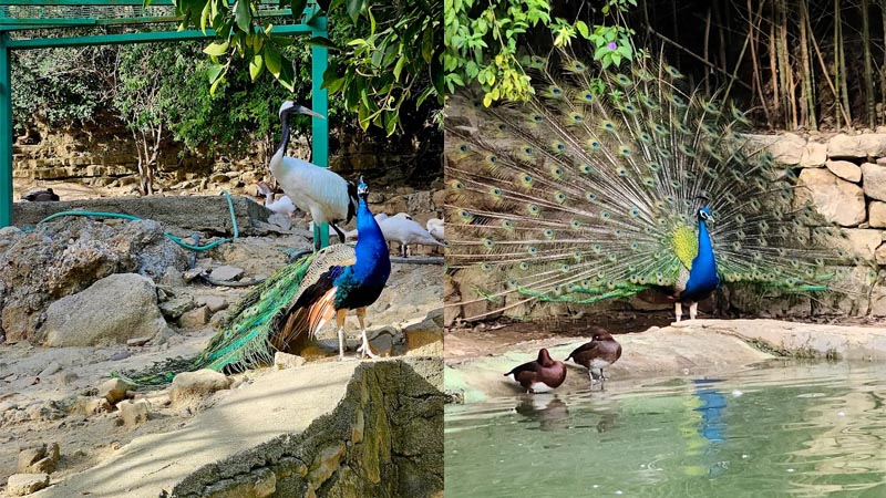 peacock