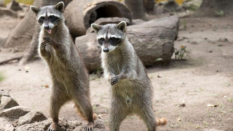 racoon